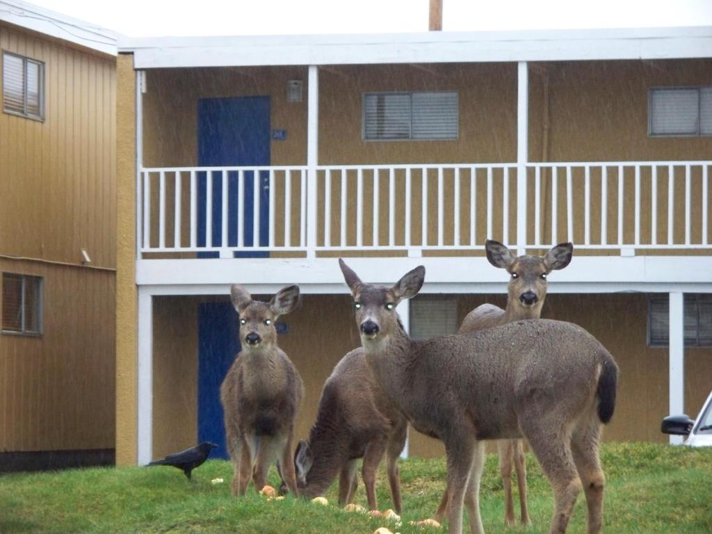 The Sands Resort Ocean Shores Eksteriør bilde